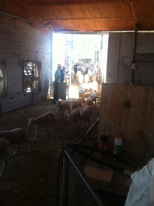 Animals are unloaded from the trucks. Workers/farmers were silent during the unloading to minimize stress